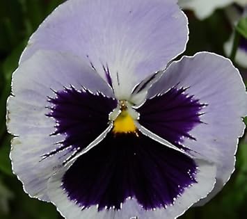 Flower Seeds, Seeds for Planting, Plant Seeds