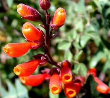eccremocarpus scaber flower seeds