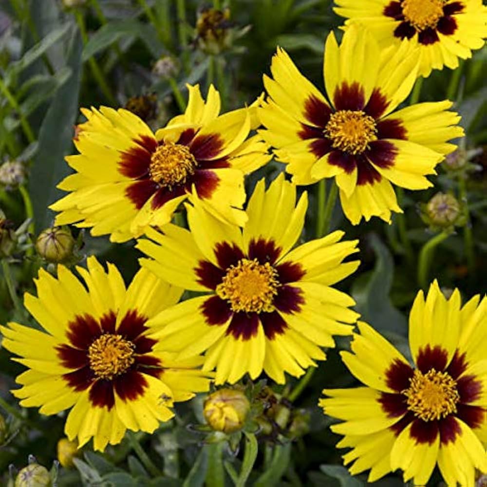 Coreopsis Cosmos Flower Seeds for Planting – Vibrant Blooms, Heirloom, Non-GMO, High Germination Garden Seeds