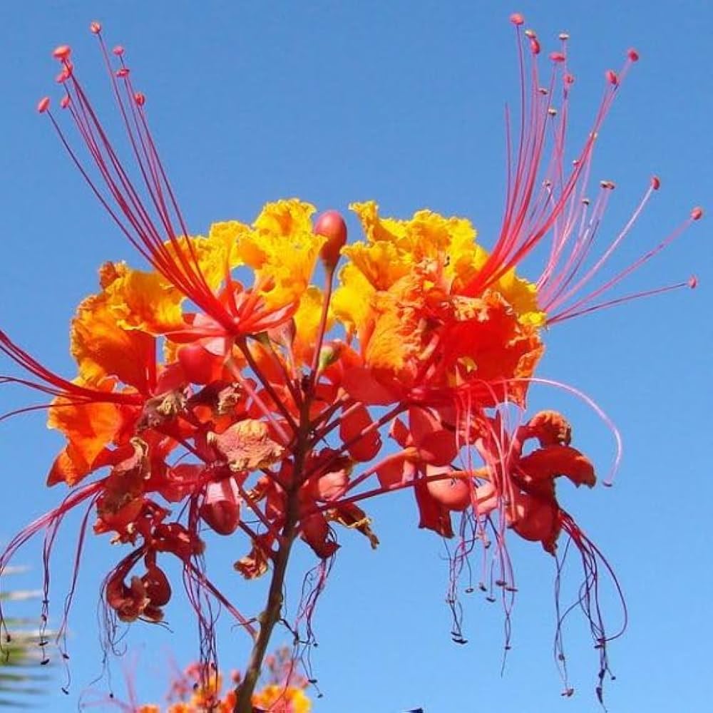 pride of flower seeds