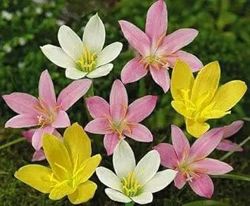 mixed rain flower seeds