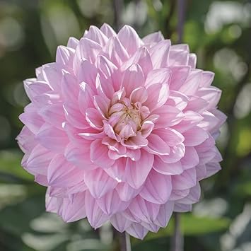 heirloom non flower seeds