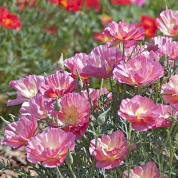 Flower Seeds, Seeds for Planting, Plant Seeds