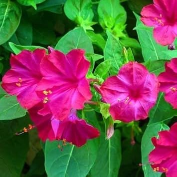 Flower Seeds, Seeds for Planting, Plant Seeds