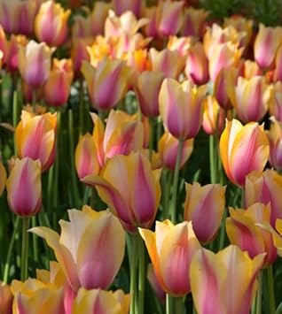 yellow pink flower seeds
