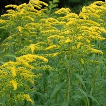 yellow organic flower seeds