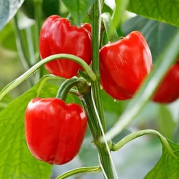 Red Bell Pepper Seeds for Planting