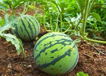 Green Watermelon Vegetable Seeds for Planting