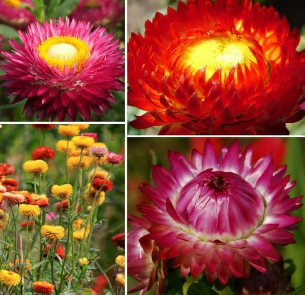 organic edible flower seeds