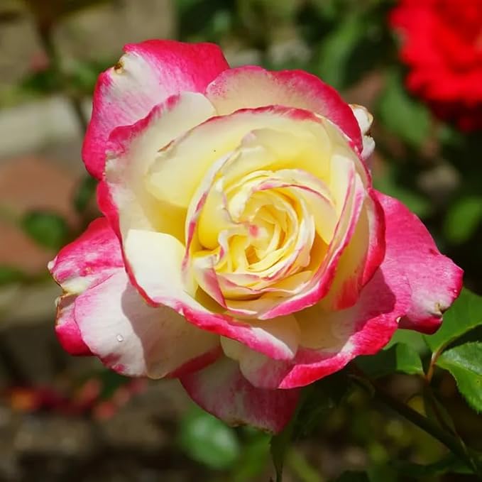 Double Delight Hybrid Te Rose Blomsterfrø til udplantning 100 stk