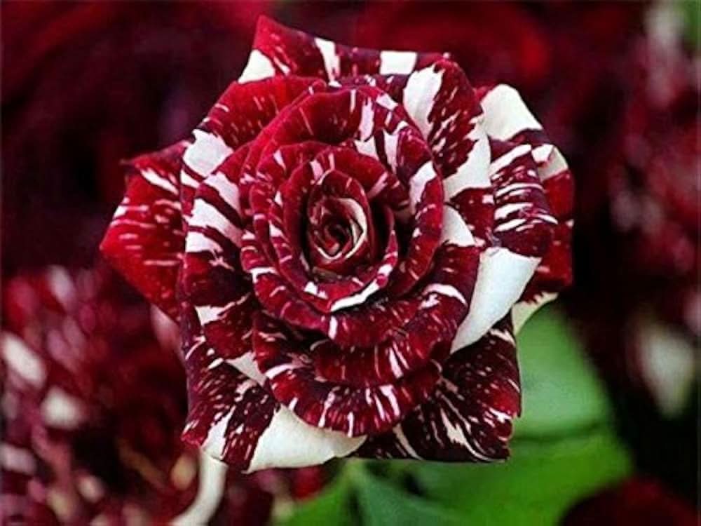 rose rosa flower seeds