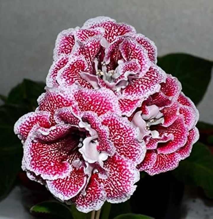 Friske Gloxinia blomsterfrø til udplantning, Pink 100 stk