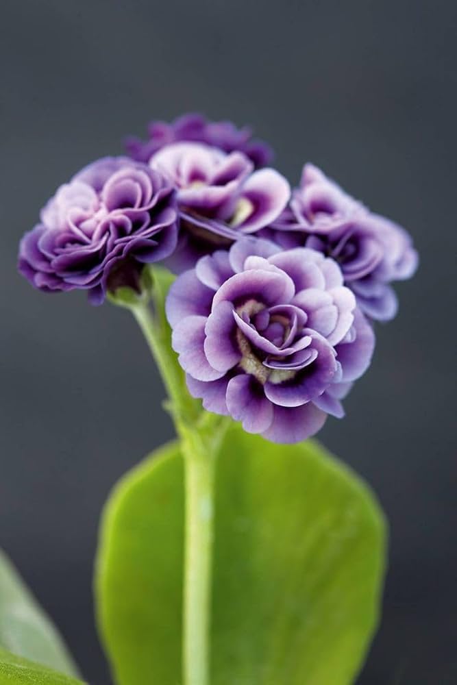 Organic Light Purple Auriculata Flower Seeds for Planting – Heirloom, Non-GMO