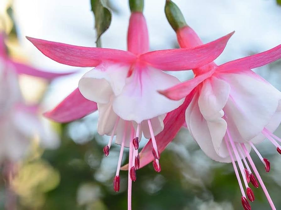 Double Petals Fuchsia Seeds for Planting White 100 pcs