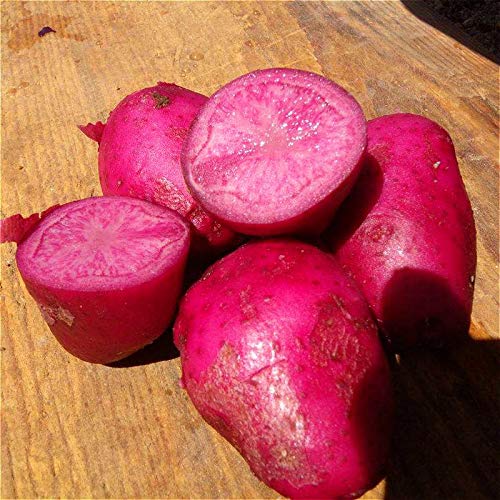 Dark Pink Potato Vegetable Seeds for Planting