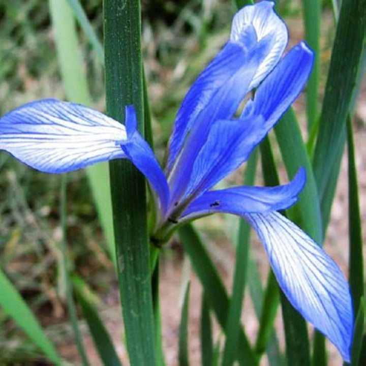 Sky Blue White Gladiolus Flower Seeds for Planting - 100 pcs