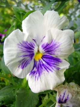 white blue flower seeds