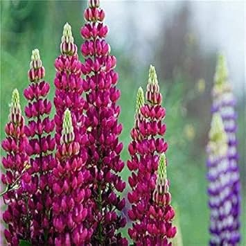 Flower Seeds, Seeds for Planting, Plant Seeds