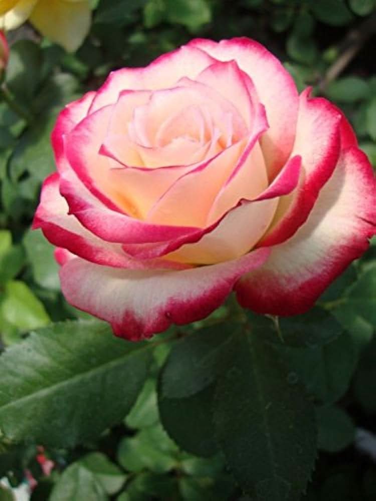 white pink flower seeds