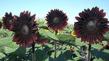 chocolate sunflower seeds to plant Chocolate Sunflower Seeds for Planting – Unique Dark Blooms for Garden Decor & Pollinator Attraction – Beautiful Blooms, Flower Seeds – Neeraseeds