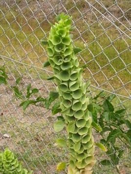 heirloom non flower seeds