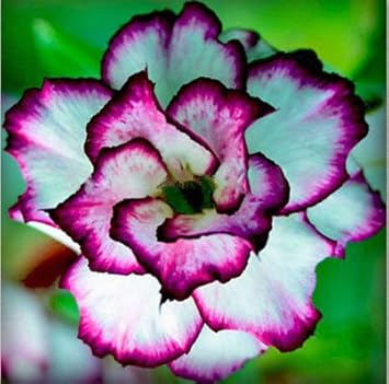 white purple flower seeds