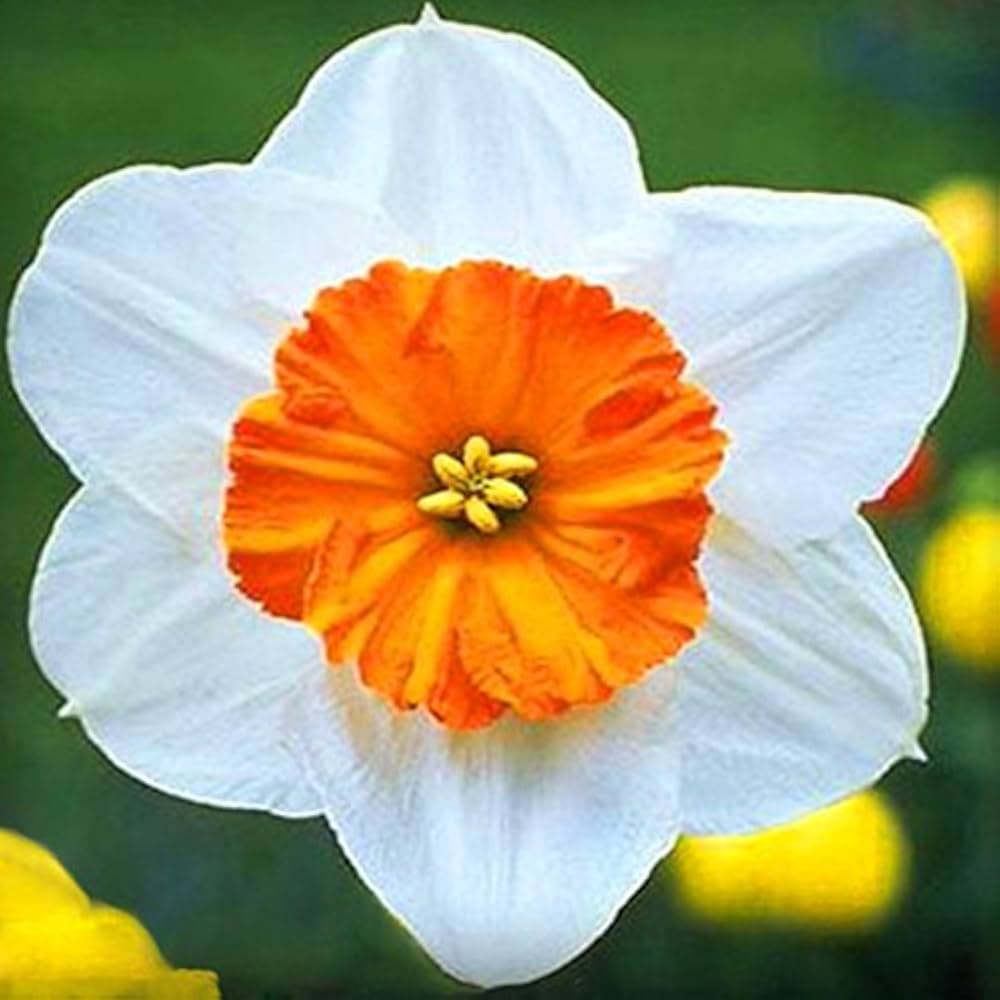 white blue flower seeds