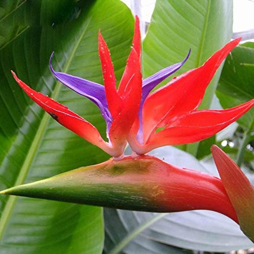 Strelitzia Reginae Plant Seeds for Planting - 100 pcs