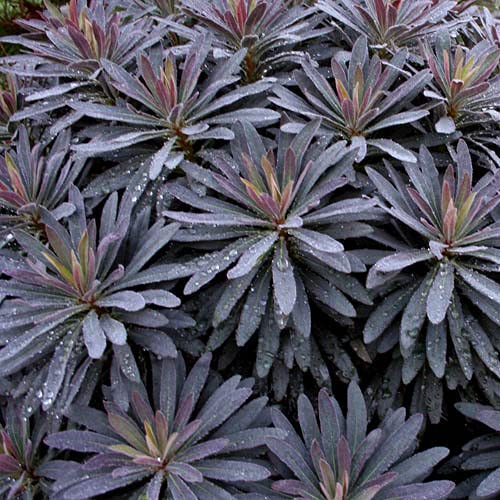 Euphorbia Amygdaloides Plant Seeds for Planting, 100 pcs