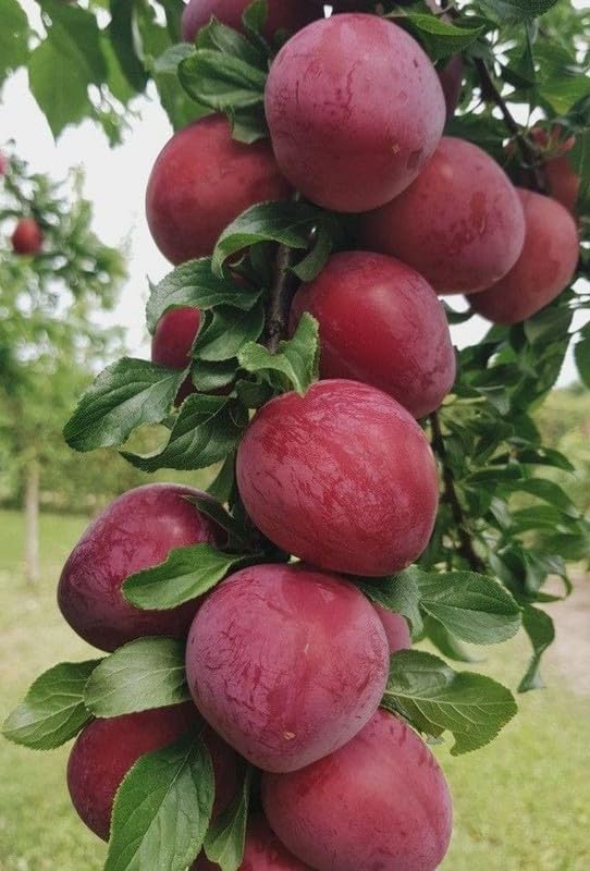 Red Delicious Apple Seeds – Heirloom Non-GMO Fruit Seeds for Garden Planting
