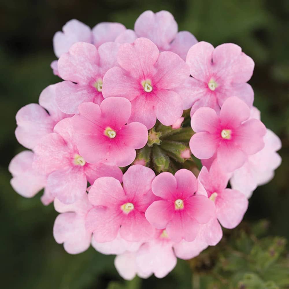 verbena obsession flower seeds