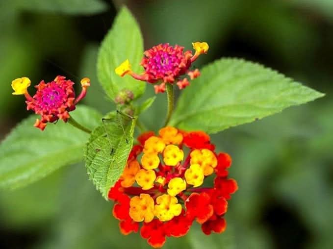 regenbogen multicolor flower seeds