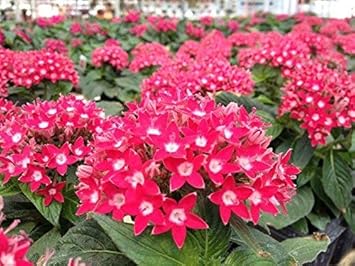 pink pentas flower seeds