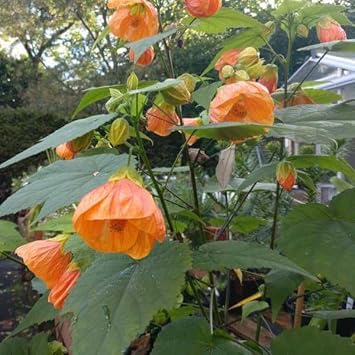 orange heirloom flower seeds
