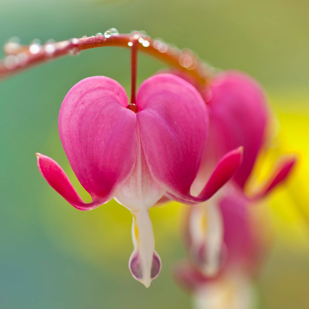 red dicentra flower seeds
