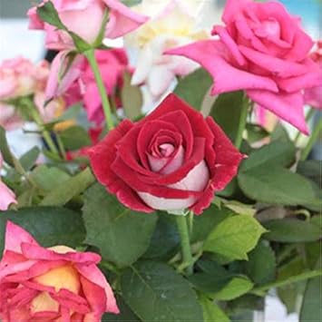 Flower Seeds, Seeds for Planting, Plant Seeds