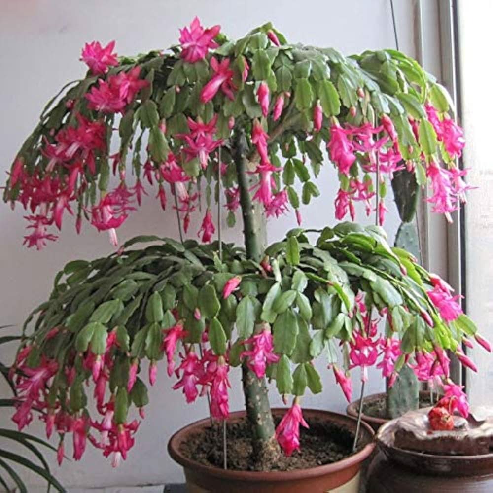 christmas cactus flower seeds
