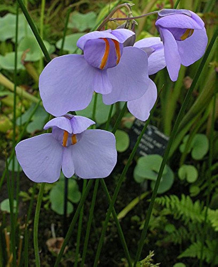 Utricularia blomsterfrø til udplantning, 100 stk