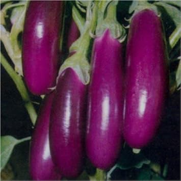 Eggplant Seeds for Planting Dark Violet | Heirloom Non-GMO Organic Garden Seeds | High Germination Eggplant Seeds