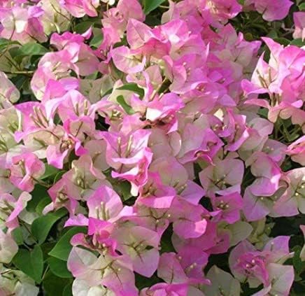 Friske Bougainvillea blomsterfrø til udplantning, lys lilla 100 stk