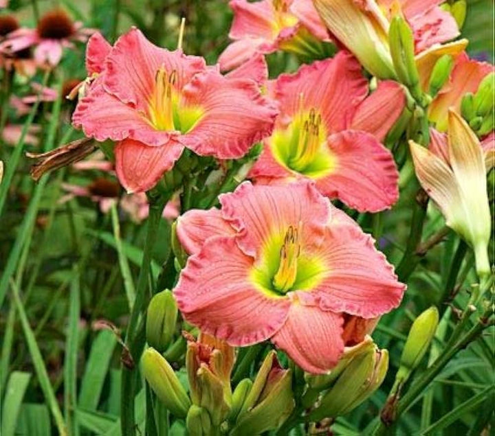 Heirloom Daylily Reblooming Flower Seeds for Planting – Non-GMO, Organic Garden Seeds with High Germination