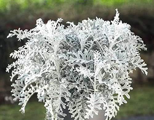 silver dust flower seeds