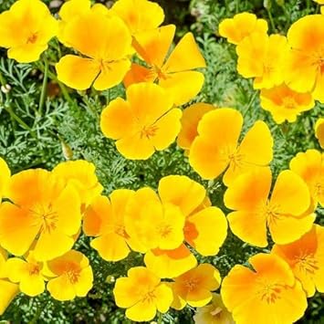 california flower flower seeds
