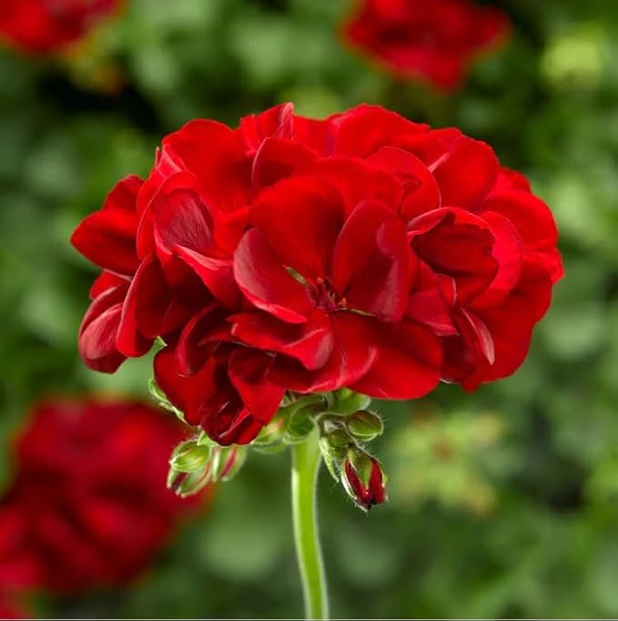 Heirloom Non-GMO Geranium Flower Seeds for Planting – Fresh and Vibrant Garden Blooms