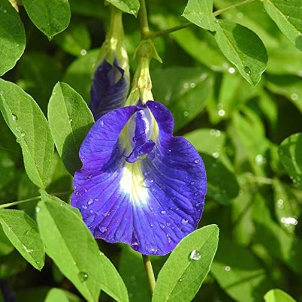 Heirloom Non-GMO Coral Pea Flower Seeds for Planting – Vibrant Climbing Blooming Seeds, High Germination