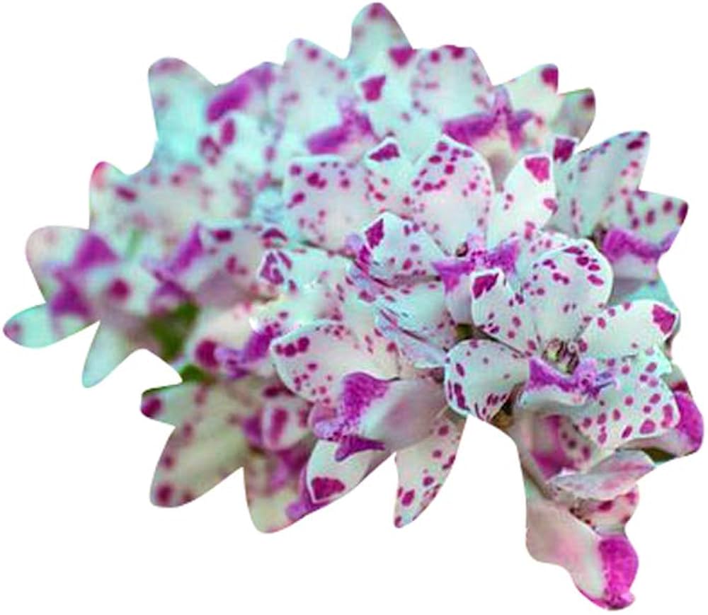 White Violet Orchid Flower Seeds –  Non-GMO, Ideal for Indoor and Garden Planting
