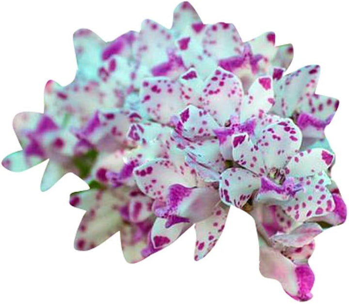White Violet Orchid Flower Seeds –  Non-GMO, Ideal for Indoor and Garden Planting