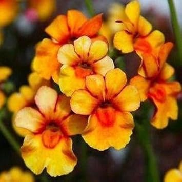 yellow organic flower seeds