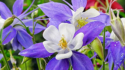 Light Blue White Aquilegia Flower Seeds for Planting - 100 pcs