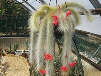 red winteria flower seeds